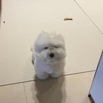 얘들아 나좀 살려줘