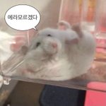<b>트이터</b> 잘 아는 애들아