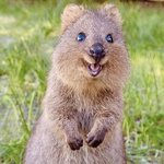 [모두드루와] <b>쿼카</b> 닮음