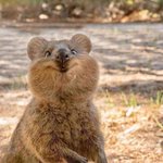 <b>쿼카</b> 존니 귀엽다