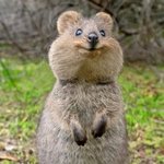 <b>쿼카</b> 내꺼