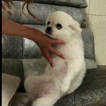 우리집 강아지가 사람이었다면