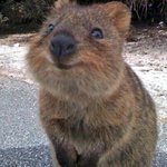 얘 ㅈㄴ 거슬리는데 나만 그래?