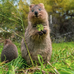 만지면 벌금내는 동물