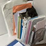 고양이 <b>진짜</b> 왜 저<b>럼</b>