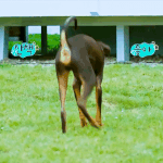 [방탄소년단] 어제 정구기ㅋㅋ 밤이 똑같이 따라했었네ㅋㅋ