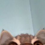 [19] <b>코로</b>난데 밖에 나가도되겟징 ?