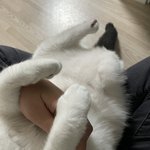 [고양이] <b>점심</b>시간에 잠깐 올려보는 내고양이 자랑(젖소냥)