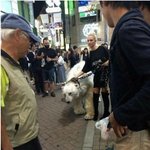 흰둥이 입마개 논란