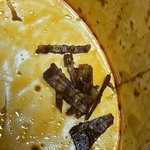 새벽에 공화춘 불닭볶음 비벼먹는데 나무껍데기나옴