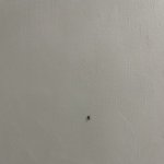 [이것좀봐줘] 님들 이거 머임?? 바선생 <b>새끼</b>임??
