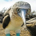 가장 놀라운 발을 가진 조류들