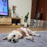 저희집 <b>노견</b>강아지들 구경오세여