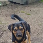 [댕댕이] 이 강아지 <b>품종</b>이 시고르자브종 아닌가요?