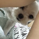 <b>노견</b>다큐봤음.. 너무 슬퍼서 울집개 불렀는데