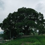 문화재청, '우영우' 팽나무 천연기념물 지정 여부 조사