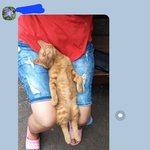 세계에서 제일 <b>편한</b> 자세로 잠을 자는 고양이
