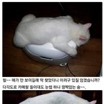 고양이 전용 난로