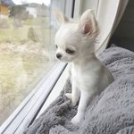 [NCT칠프] 자야징