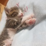 나도 있어 고양이