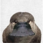 오리너구리 <b>정면</b> 사진