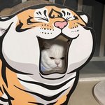 유쾌한 호랑이(냥사진)