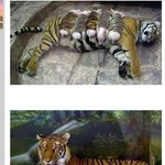 호랑이의 모성애