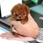 곰<b>인형</b>을 닮은 댕댕이들