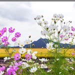 성경 속 생명나무와 <b>선악</b>나무의 참 뜻과 실체를 알아보기~