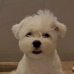 [엔하이픈] 정원이가 마음이(<b>yes</b> 퍼피)사진 올려줬다