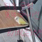 <b>뚝섬</b>한강공원에서 노란 모란앵무를 목격하신 분
