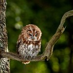 귀여운데 좀 슬픈 <b>올빼미</b>?!