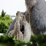 사진<b>포즈</b> 취해주는 동물들