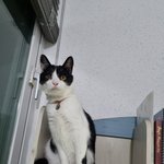 [고양이] 꼬미.봉구&amp;봉길맘