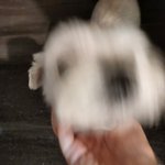 강아지 <b>사진찍</b>을랬는데
