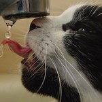다양한 <b>각도</b>에서 찍어본 동물들
