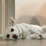 [이것좀봐줘] 일상이 천하<b>태평</b>인 상팔자 강아지