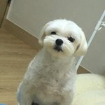 하..우리 강아지 말티즈 중에서 젤 착한 것 같다..