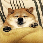 11층 오<b>빵이</b>