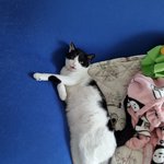 봉길2