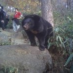 지리산에 서신한다는 곰