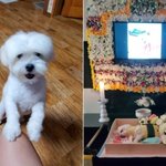 갑자기 들어온 만취 이웃…반려견 놀라 물자 때려죽여