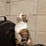 [고양이] 나도있어 고양이 2