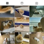 울 고앵 인스타