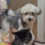 이 강아지 무슨 <b>종임</b>?