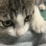우리집 고양이 <b>인상</b> 개사나움