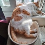 나의 동거묘 도칠이가 좋아하는 <b>장소</b>