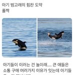 아기 범고래가 바다 밖으로 <b>점프</b>하는 이유