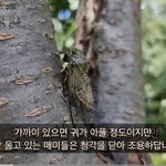 야 이거봐 <b>매미</b> ㅈㄴ 괘씸함