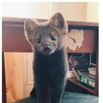 한반도 생태계 탑티어